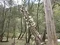 Growing in the Oxley Wild Rivers N.P.