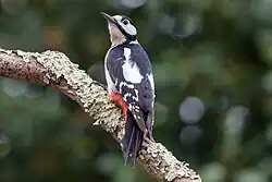 Great spotted woodpecker, Villaviciosa