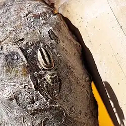 female from Argentina