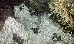 Image 18Dense mass of white crabs at a hydrothermal vent, with stalked barnacles on right (from Habitat)