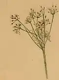 A larval web in an inflorescence of Pimpinella saxifraga