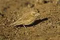 A. d. payni in Morocco