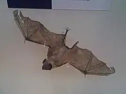 The image depicts a taxidermied common vampire bat.
