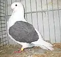 German Shield Owl