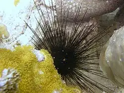 From Zanzibar