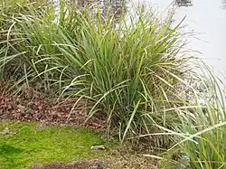 Habitat of Dianella latissima