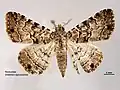 Dorsal view