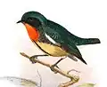 D. i. formosum