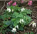 Dicentra 'Ivory Hearts'