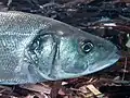 Sea Bass (Dicentrarchus labrax)