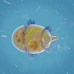 Didinium nasutum CGI illustration by Denis Zarubin, 2021