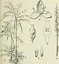 Oncocalamus