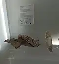 Fossil mammal tooth at the Tepexi Museum