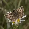 Male E. t. baynesi County Clare, Ireland