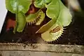 Dionaea muscipula
