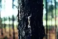 Damage