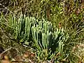 Alpine clubmoss.
