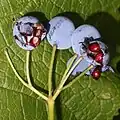 Seeds in a split fruit