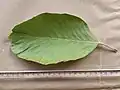 Leaf upper surface