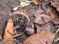 Fruit