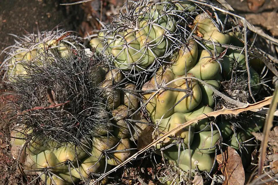 Plants growing in habitat in Mato Grosso do Sul