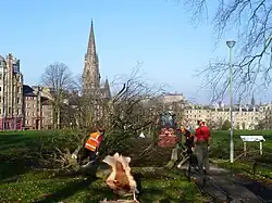Felling a diseased elm, Edinburgh, 2011