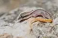 Dixonius kaweesaki