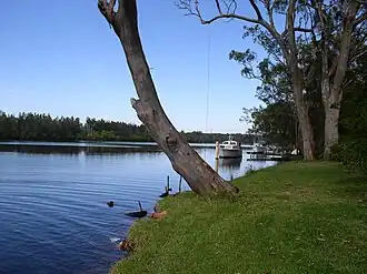 Scenery from the bank of Dora Creek
