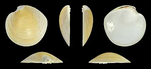 Left valve