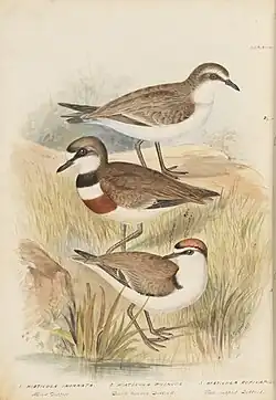 Watercolour painting of dottrels (plovers) – Siberian sand plover (Anarhynchus mongolus), double-banded plover (Anarhynchus bicinctus) and red-capped plover (Anarhynchus ruficapillus)