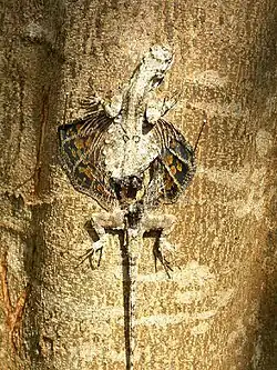 Dorsal view
