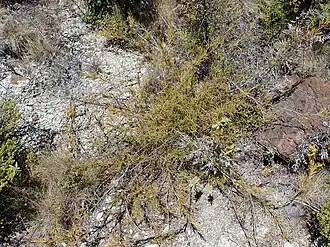 The growth habit