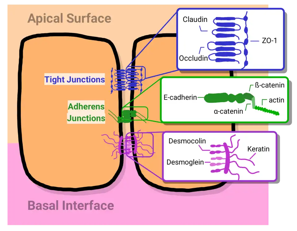 Epithelial Cell Junctions