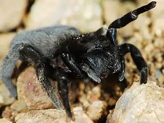 female