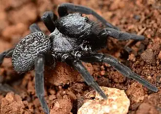 male Dresserus colsoni