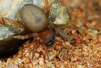 female D. laticeps