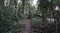 Dulwich Upper Wood