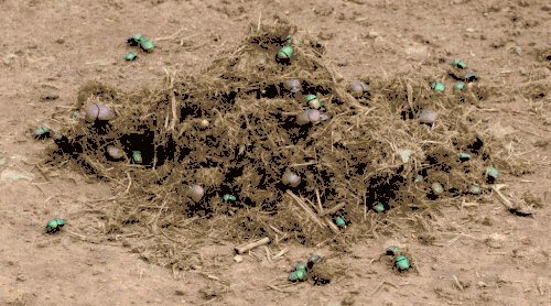 Scarabaeus and Garreta dung beetle fauna on bush elephant dung