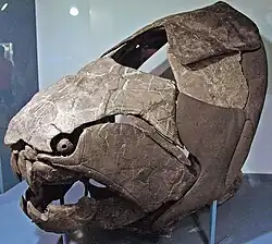 Extinct Dunkleosteus terrelli, showing four ossicles in the ring characteristic of the Arthrodira