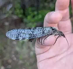 Side view