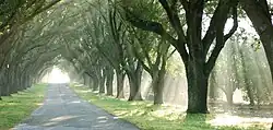 An avenue of Quercus virginiana in Cypress Gardens