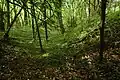 A grassy ditch and bank shaded by mostly small trees