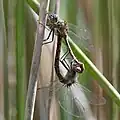 Mating pair, male is on top