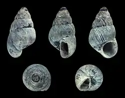 Eatoniella mortoni