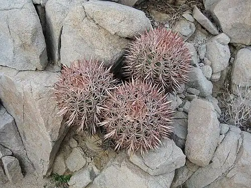 habitat in Joshua Tree National Park