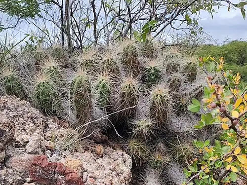 Echinocereus cinerascens ssp. cinerascens in Las Rosas, Querétaro, Mexico