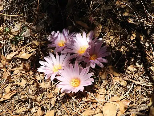 Plant blooming in Cuauhtémoc, Coahuila, Mexico