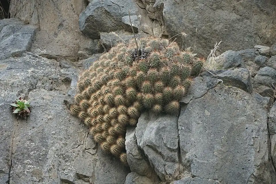 Echinocereus pacificus subsp. pacificus in Ensenada, Baja California, Mexico