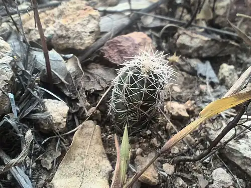 Hbitat in Las Varas, Chihuahua, Mexico
