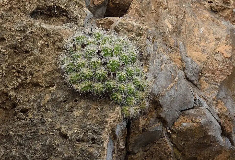 Echinocereus parkeri subsp. parkeri in Cieneguillas y Crucitas, Nuevo Leon, Mexico